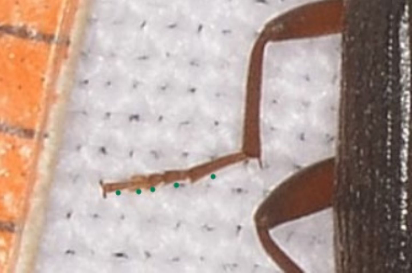 Tenebrionidae Alleculinae: Allecula morio